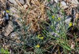 Linaria uralensis. Верхушки цветущих растений (среди побегов Ephedra). Оренбургская обл., Саракташский р-н, хр. Карамурунтау, каменистый склон. 07.07.2023.