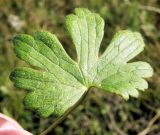 Ranunculus propinquus