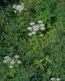 Pleurospermum uralense. Цветущие растения в сообществе с Thalictrum и Veratrum. Красноярский край, Таймырский Долгано-Ненецкий р-н, плато Путорана, устье р. Кутарамакан, опушка смешанного леса. 26.07.2023.