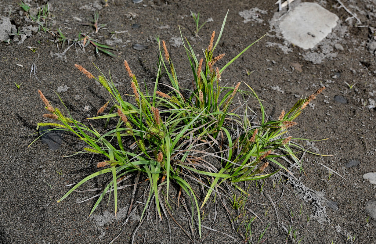 Image of genus Carex specimen.