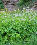 Astrantia major. Цветущие растения. ФРГ, земля Баден-Вюртемберг, г. Штутгарт, Киллесбергпарк (Höhenpark Killesberg). Июль.