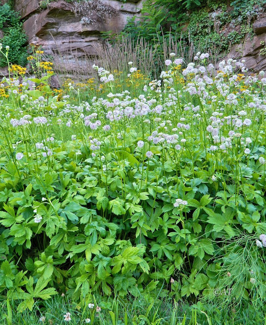 Изображение особи Astrantia major.