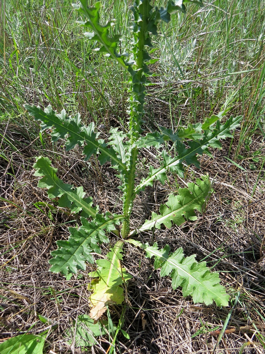 Изображение особи Carduus &times; semiperegrinus.