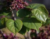 Cercis siliquastrum