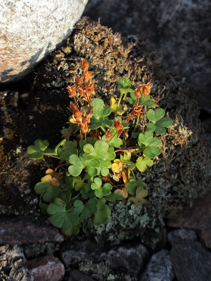 Image of Saxifraga rivularis specimen.