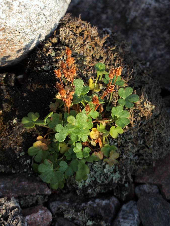 Изображение особи Saxifraga rivularis.