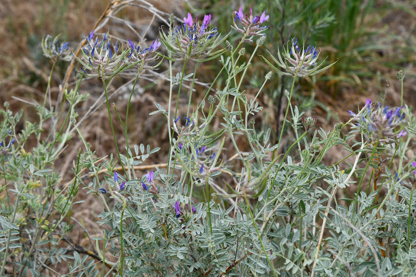 Image of Astragalus arbuscula specimen.