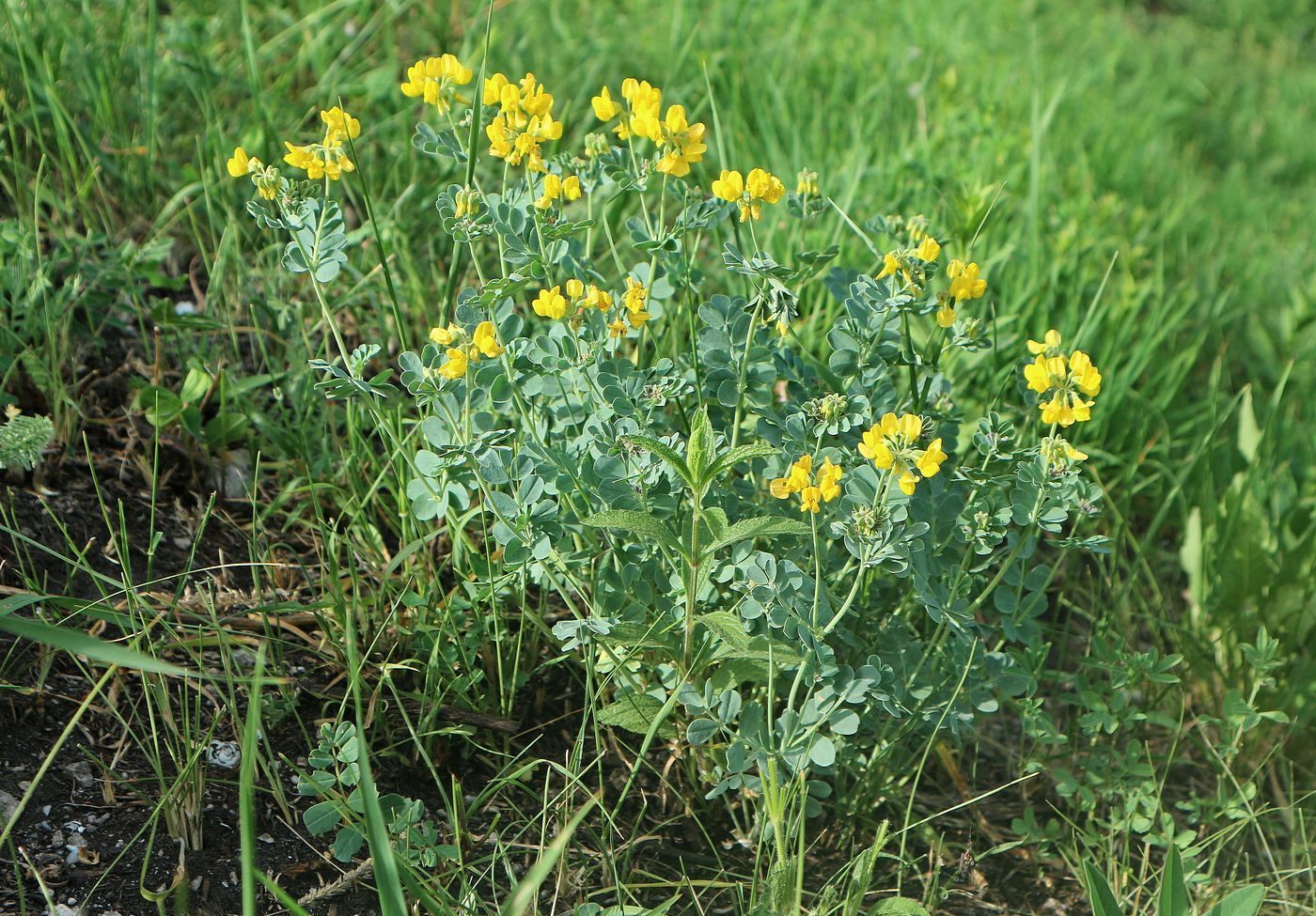 Изображение особи Coronilla coronata.