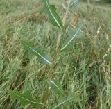 Lactuca serriola