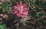 Pedicularis pallasii