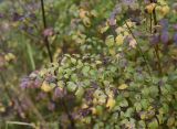 Thalictrum minus