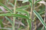 Veronica spicata