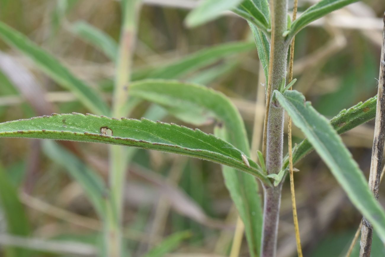 Изображение особи Veronica spicata.