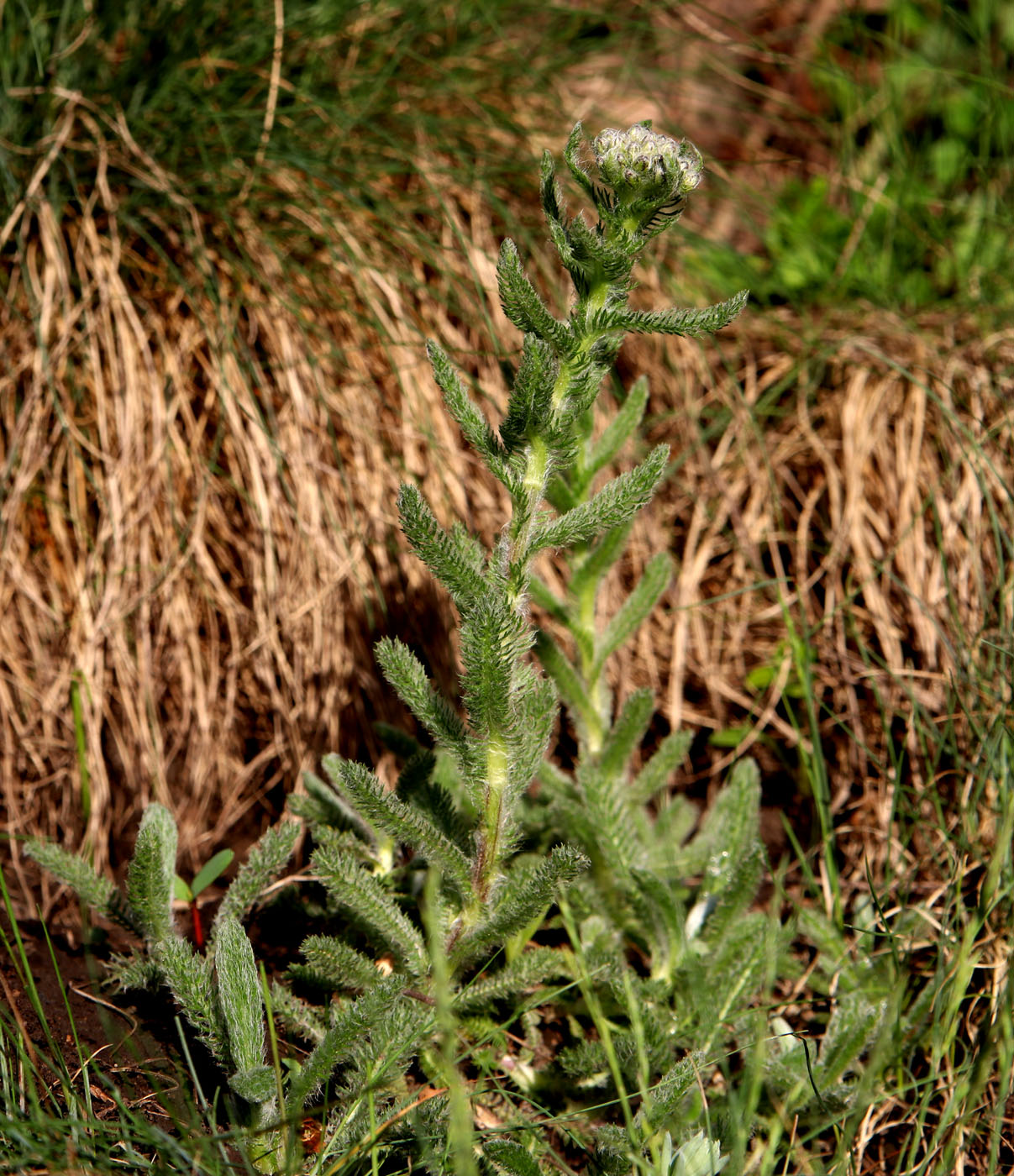 Image of Achillea tomentosa specimen.