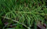 Equisetum sylvaticum