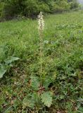 Salvia austriaca