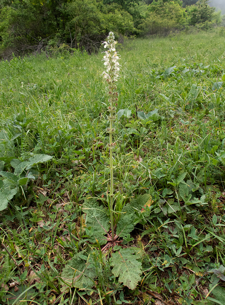 Изображение особи Salvia austriaca.