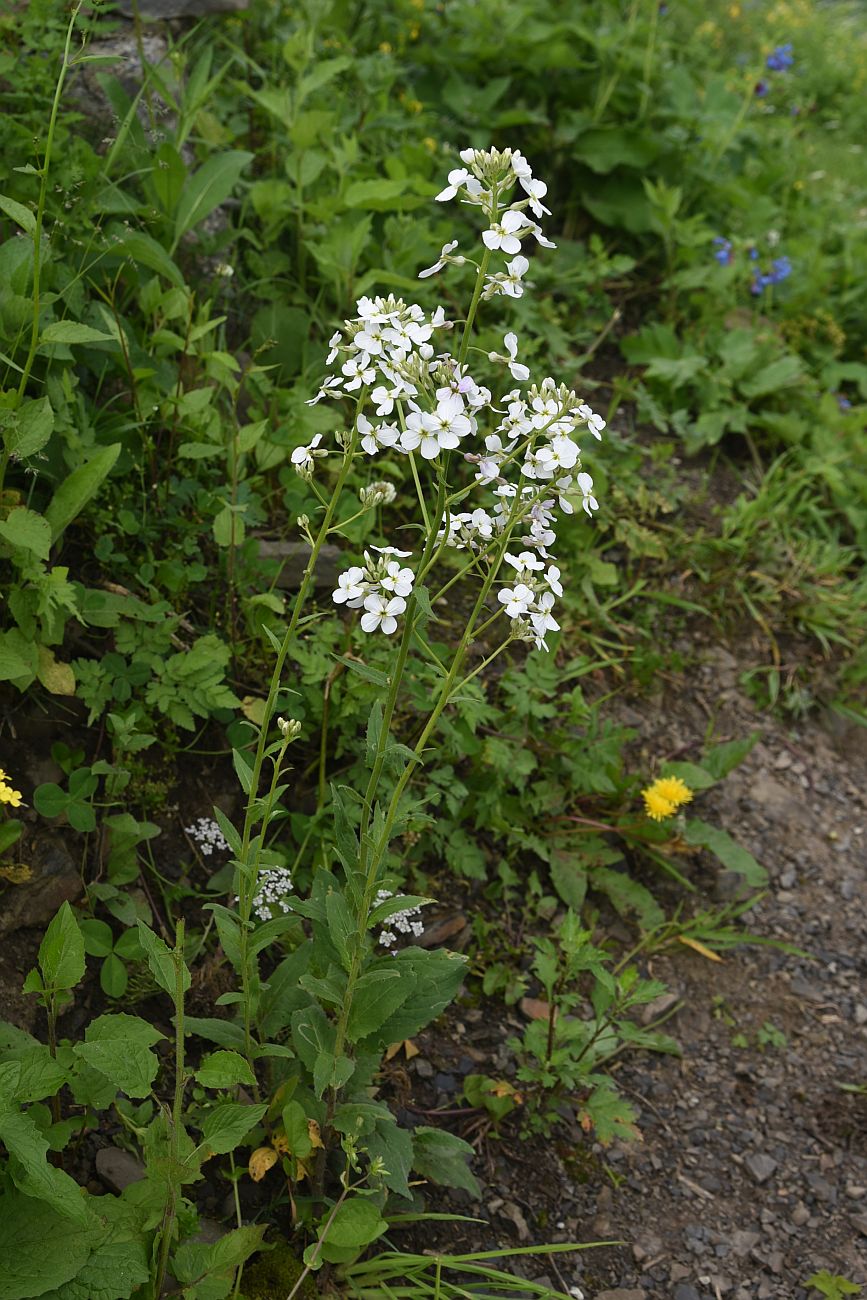 Image of Hesperis voronovii specimen.