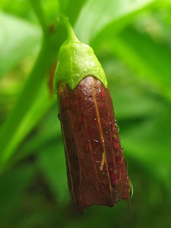 Image of Scopolia carniolica specimen.