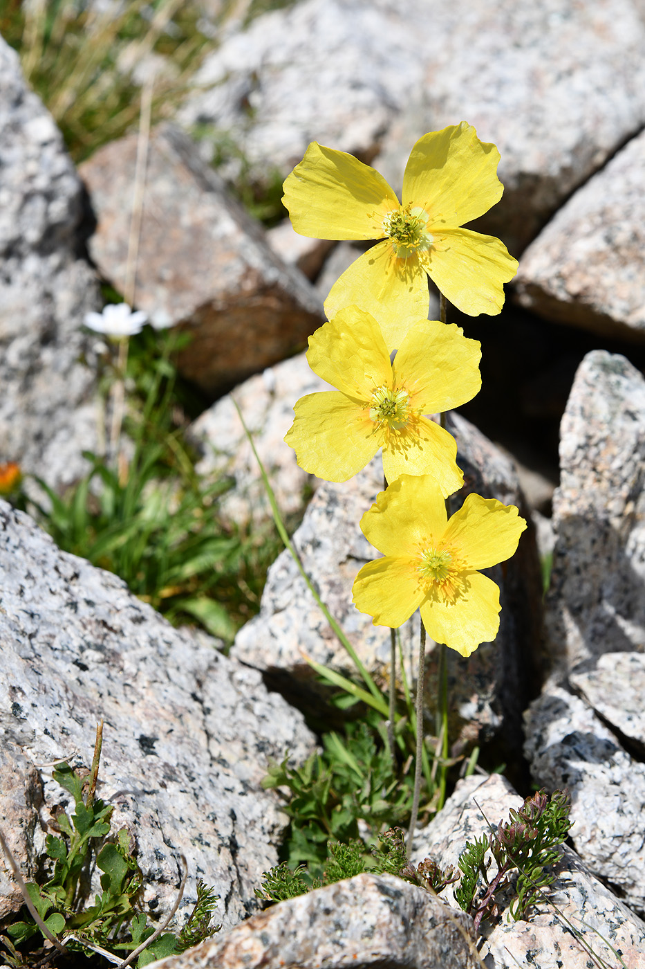 Image of Papaver croceum specimen.
