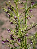 Scrophularia bicolor. Части цветущих веточек. Крым, Южный Берег, гора Южная Демерджи, СВ окраина с. Лучистое, возле грунтовой дороги. 03.06.2024.