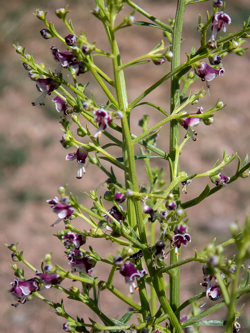 Image of Scrophularia bicolor specimen.