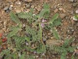 Astragalus sinaicus. Цветущие растения. Крым, Балаклава, приморский склон. 1 мая 2011 г.