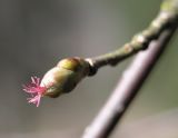 Corylus avellana