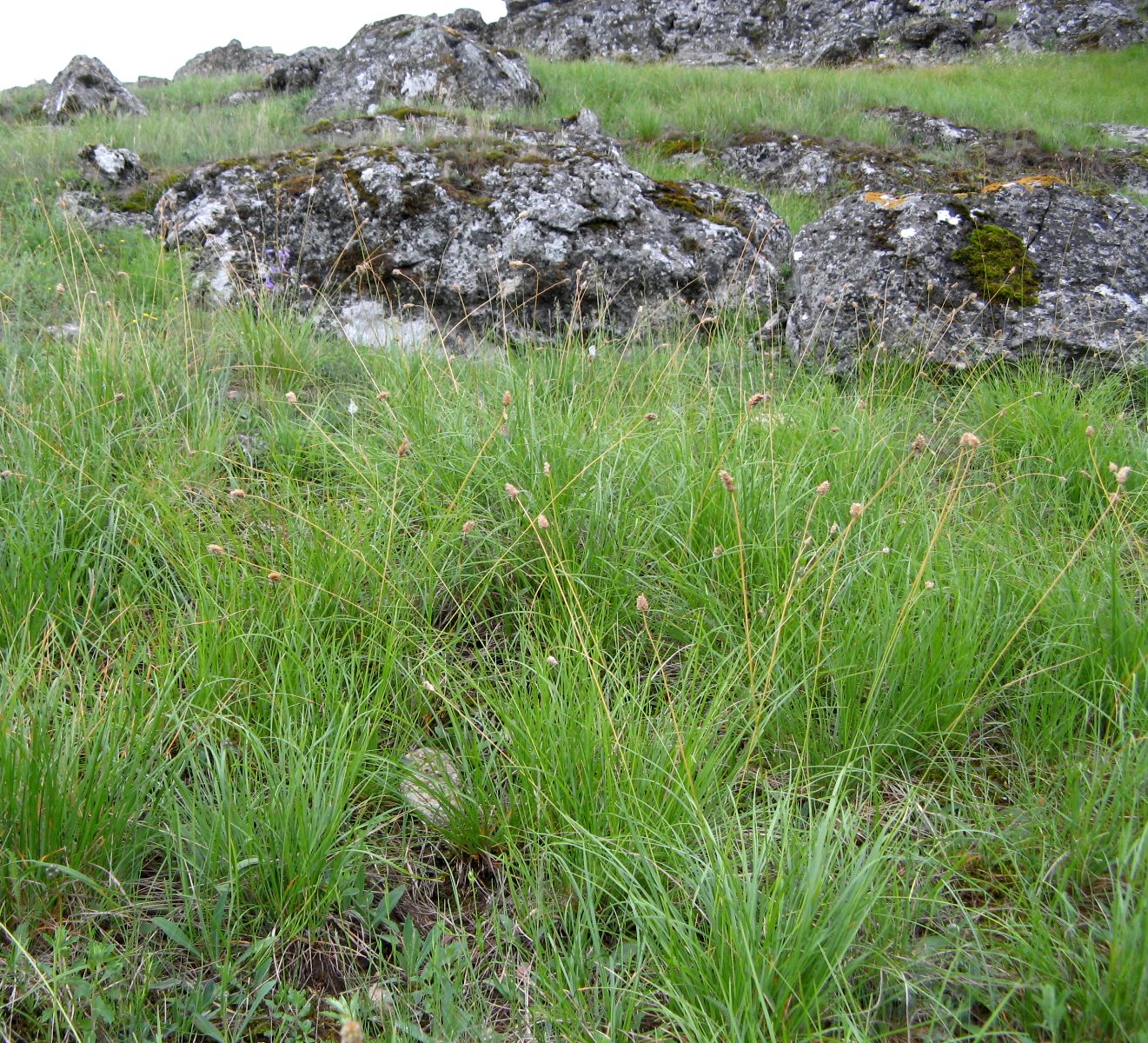 Изображение особи Sesleria heufleriana.