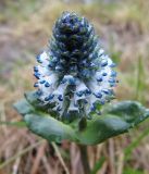 Lagotis minor