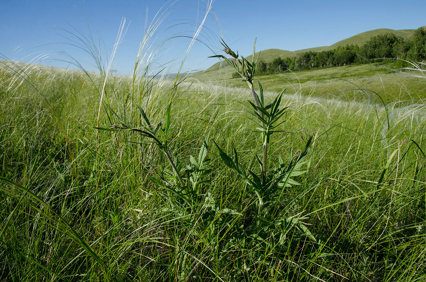 Image of Knautia arvensis specimen.