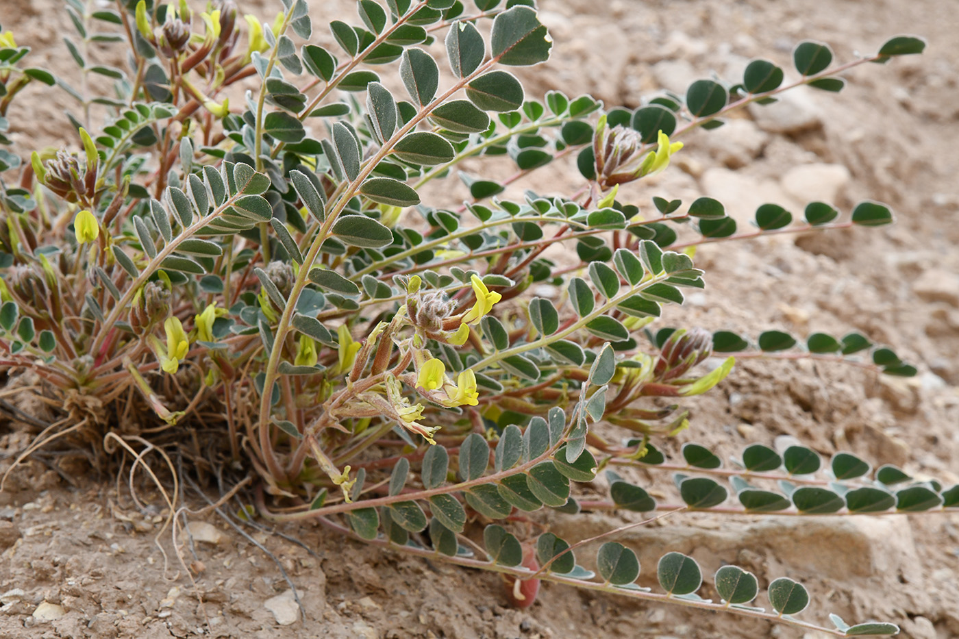 Image of genus Astragalus specimen.