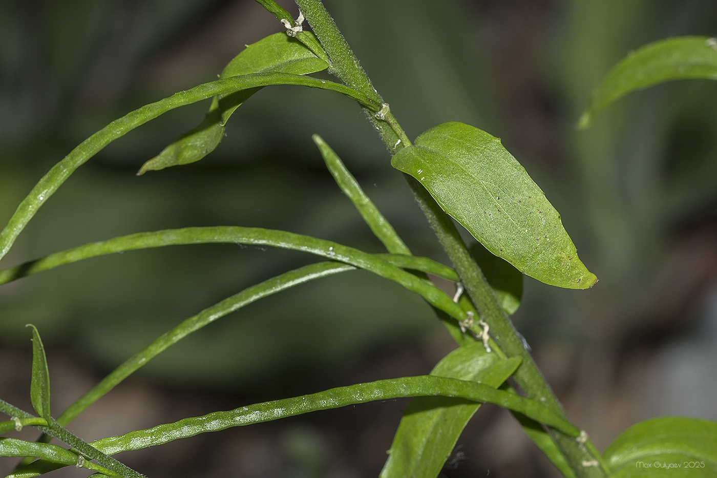 Изображение особи Arabis turrita.