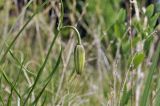 Lilium pumilum. Верхушка растения с бутоном. Приморский край, Уссурийский гор. округ, окр. с. Монакино, луг на небольшой сопке. 31.05.2025.