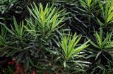 Podocarpus macrophyllus. Верхушки побегов. Китай, г. Шанхай, в культуре. 25.05.2025.