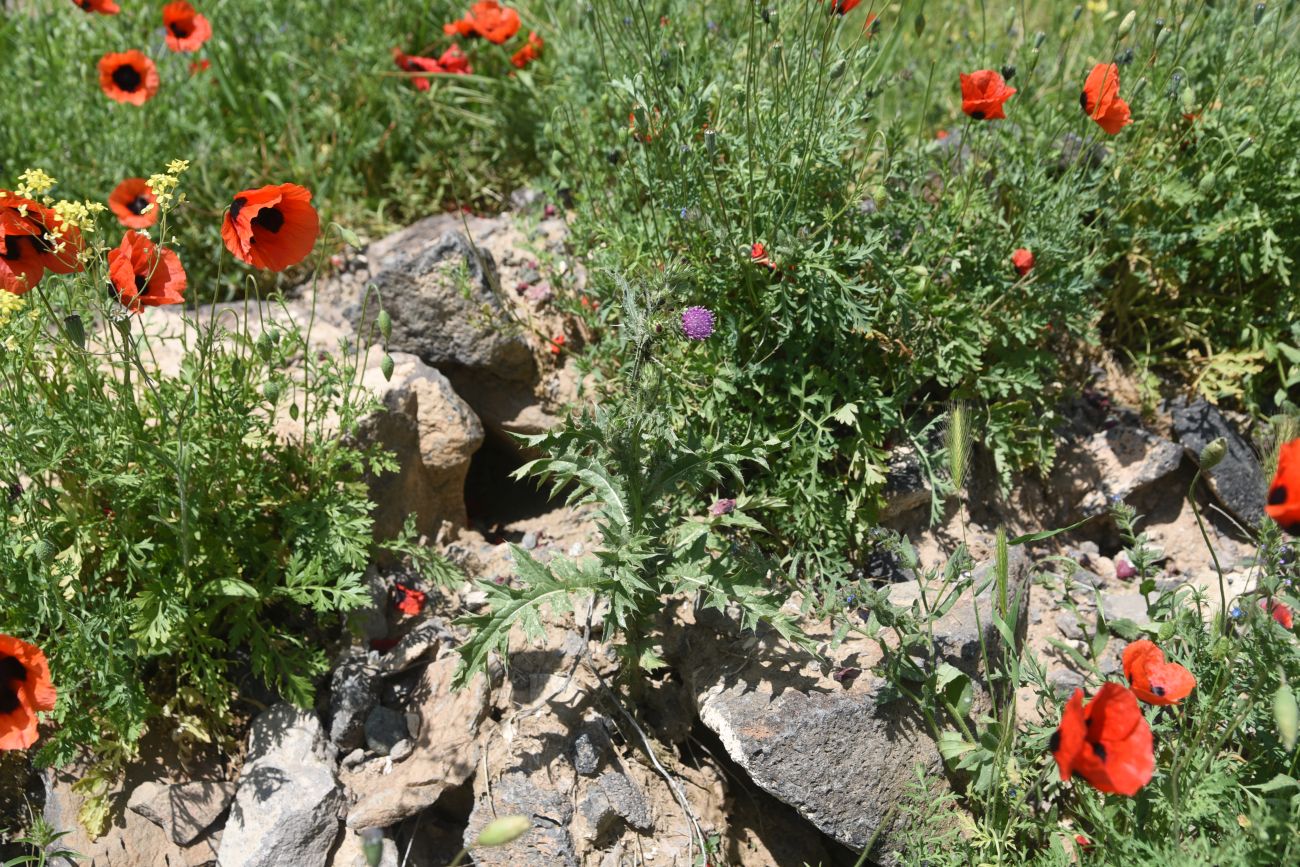 Image of familia Asteraceae specimen.