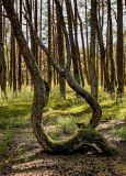 Pinus sylvestris. Искривлённый ствол взрослого дерева. Калининградская обл., Зеленоградский р-н, Куршская коса, Танцующий лес, сосняк. 30.06.2025.