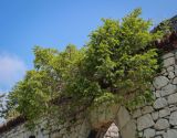 Taxus baccata. Вегетирующее растение. Абхазия, окр. г. Новый Афон, вершина Иверской горы, крепостная стена. 12.06.2025.