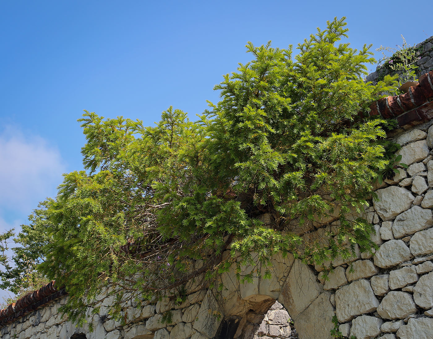 Image of Taxus baccata specimen.
