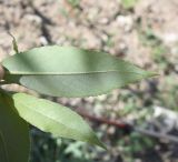 genus Salix