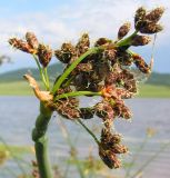 Image of taxon representative. Author is Ира Хан