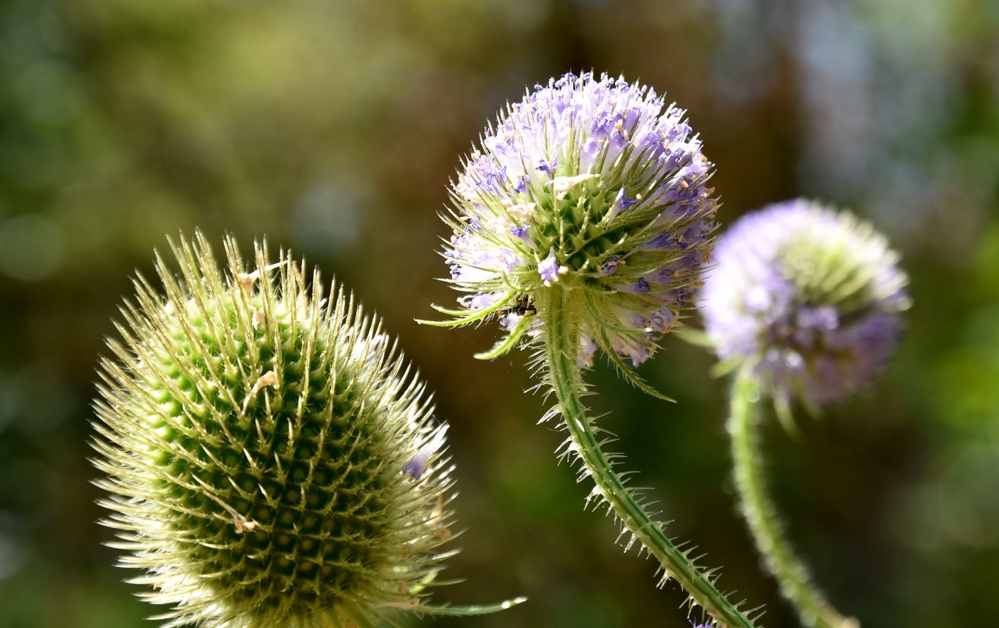 Image of Dipsacus gmelinii specimen.
