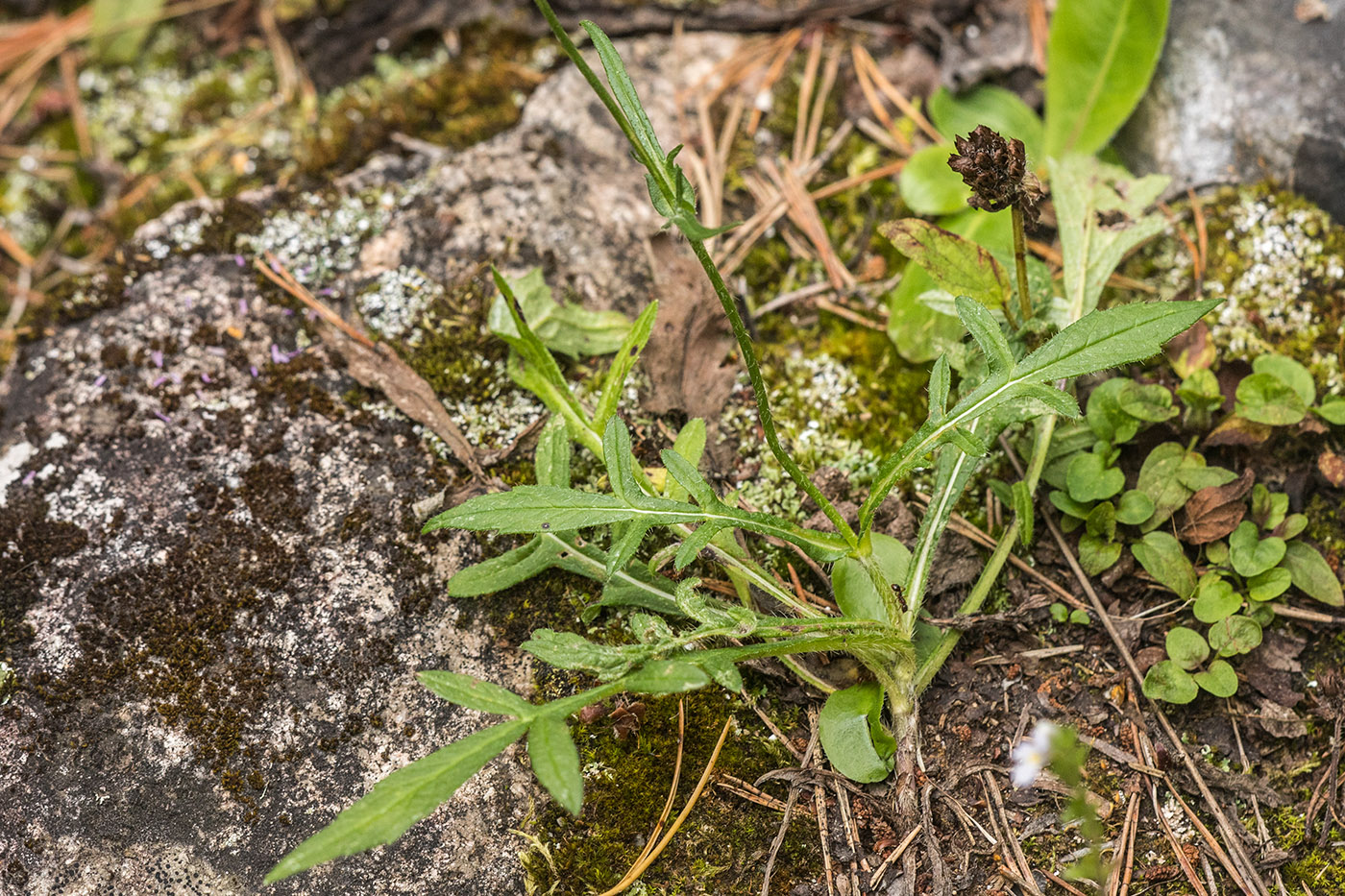 Image of Knautia arvensis specimen.