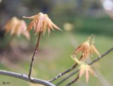 Aesculus glabra