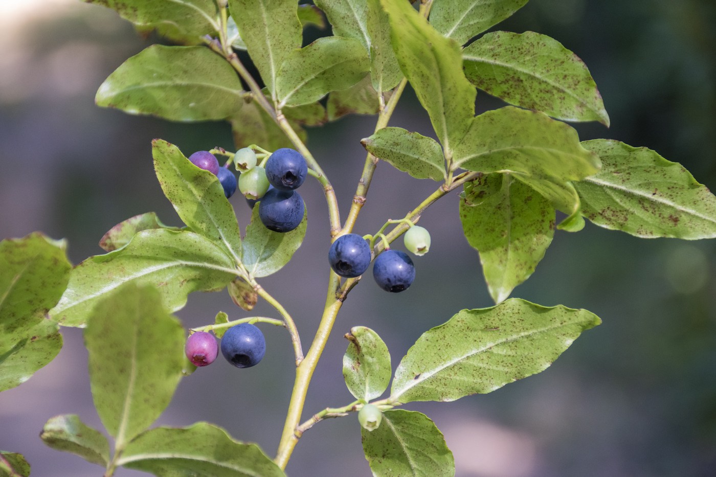 Изображение особи Vaccinium arctostaphylos.