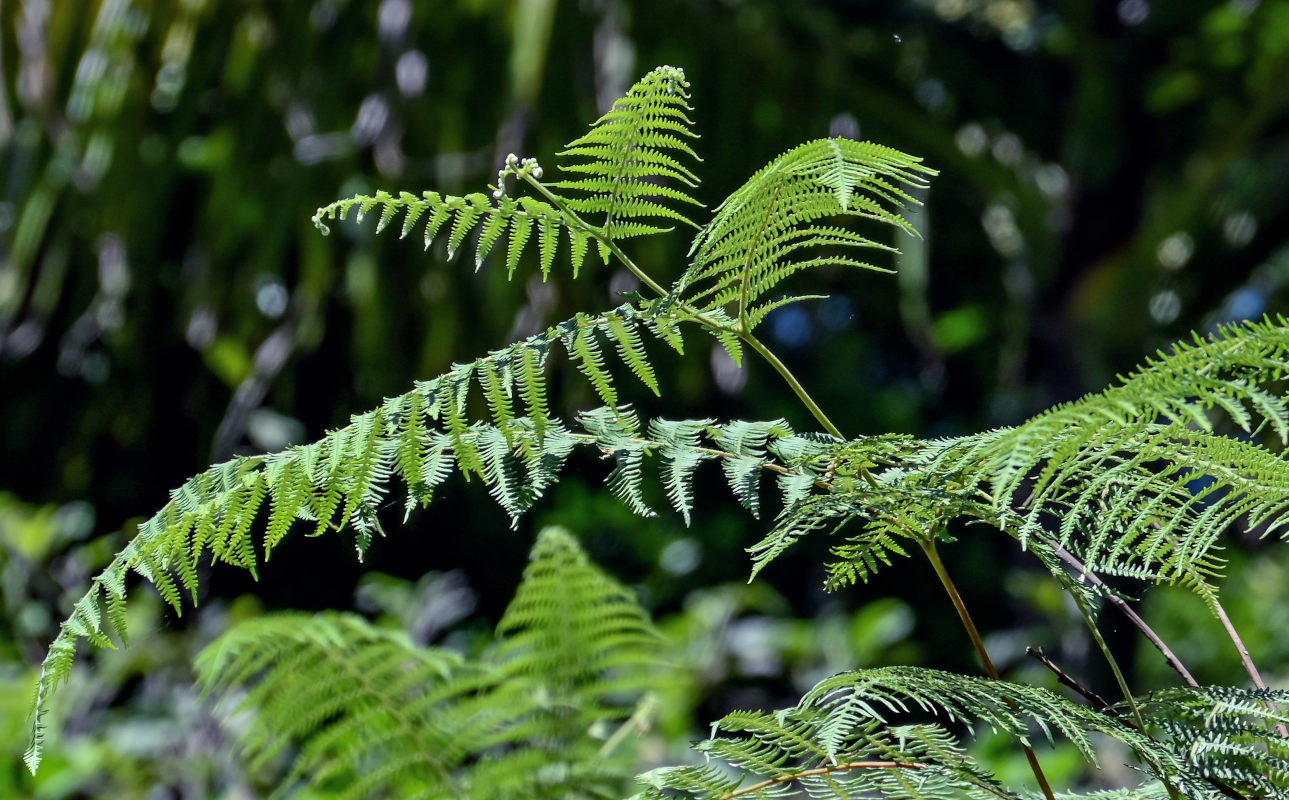 Изображение особи Pteridium aquilinum.