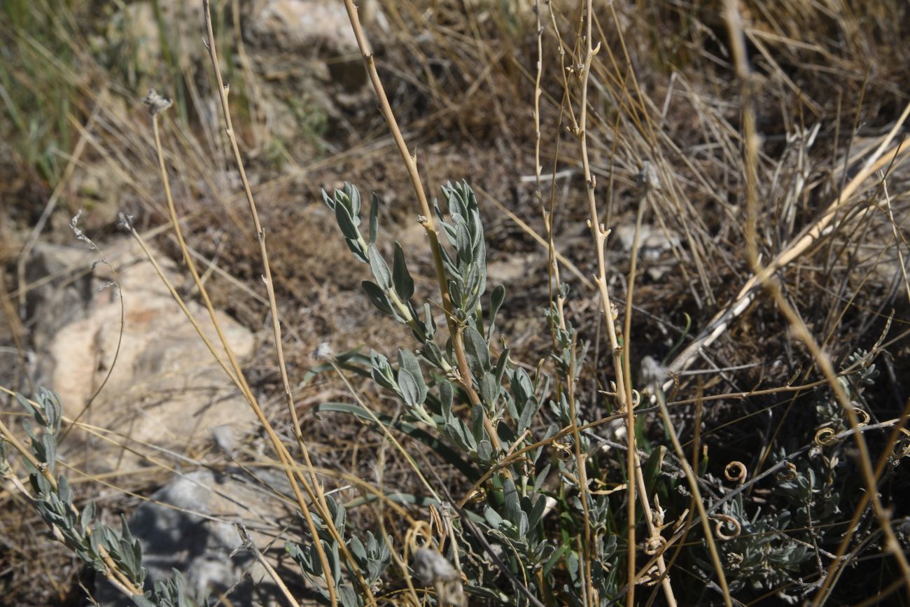 Изображение особи Krascheninnikovia ceratoides.