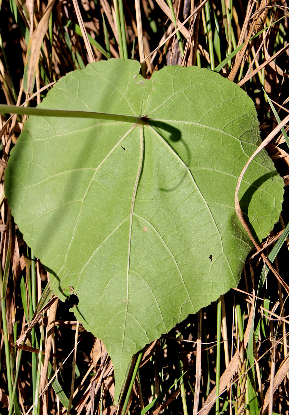 Изображение особи Abutilon theophrasti.