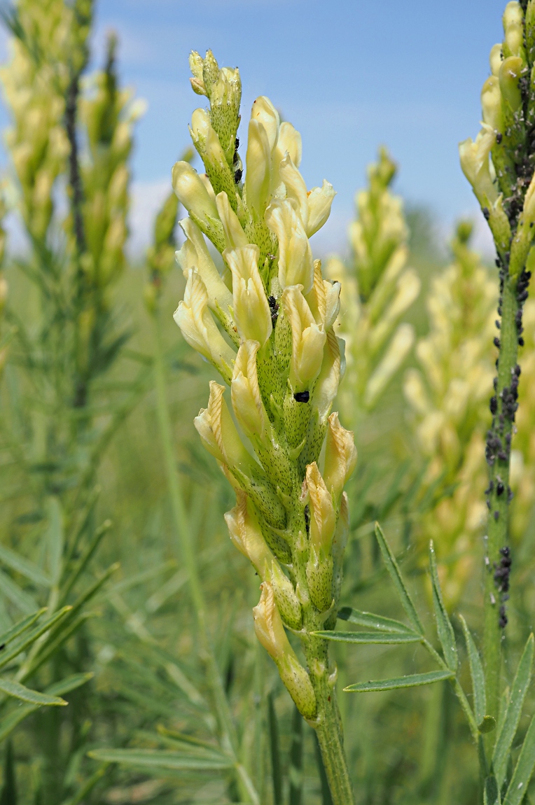 Image of Astragalus asper specimen.