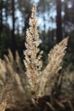 Calamagrostis epigeios. Зрелое соплодие. Беларусь, Витебская обл., окр. дер. Сурмино, обочина дороги через елово-сосновый лес. 14.09.2025.